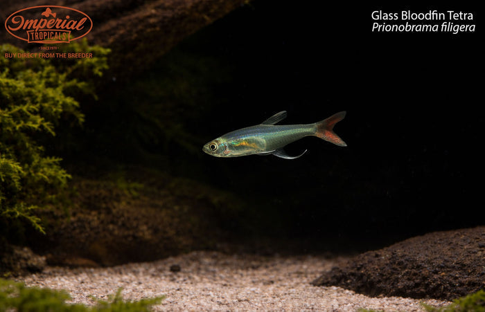 Glass Bloodfin Tetra (Prionobrama filigera)