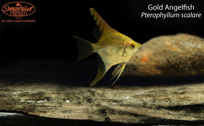 Gold Angelfish (Pterophyllum scalare)