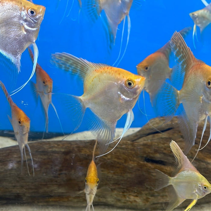 Gold Angelfish (Pterophyllum scalare)