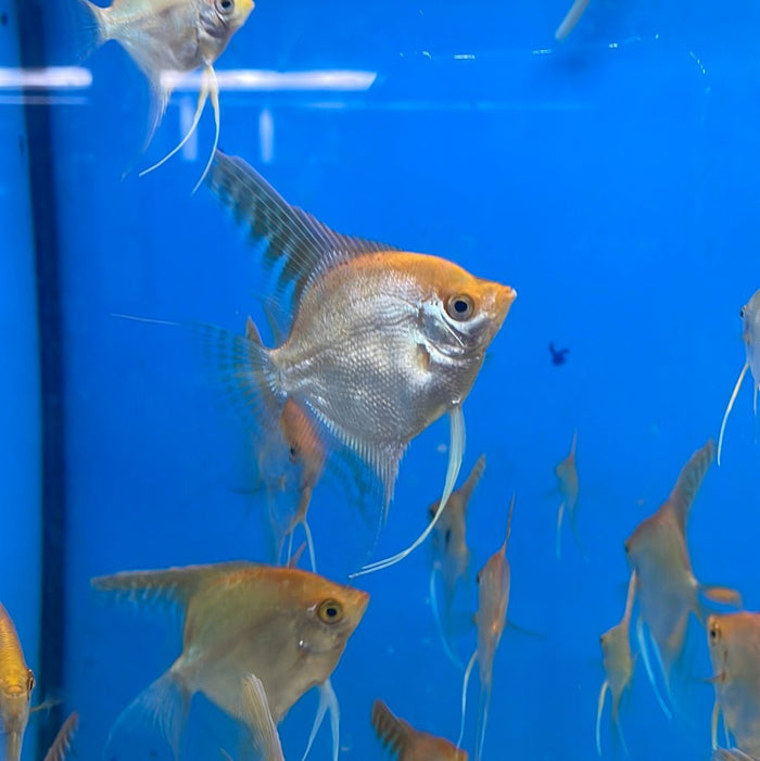 Gold Angelfish (Pterophyllum scalare)