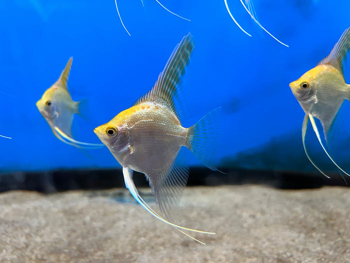 Gold Angelfish (Pterophyllum scalare)