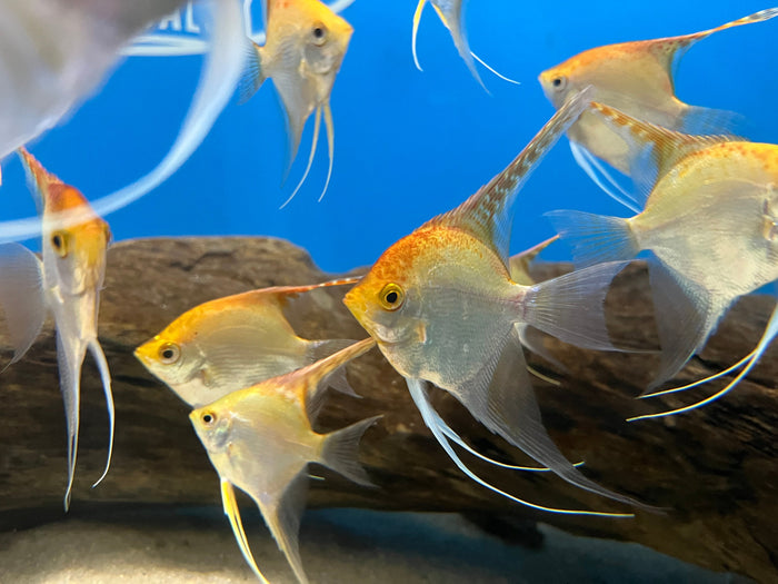 Gold Angelfish (Pterophyllum scalare)