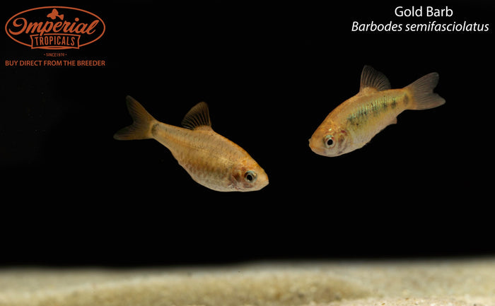 Gold Barb (Barbodes semifasciolatus)