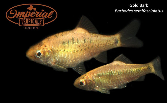 Gold Barb (Barbodes semifasciolatus)