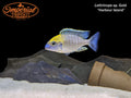 Gold "Harbour Island" Lethrinops