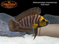 Gold Head Compressiceps