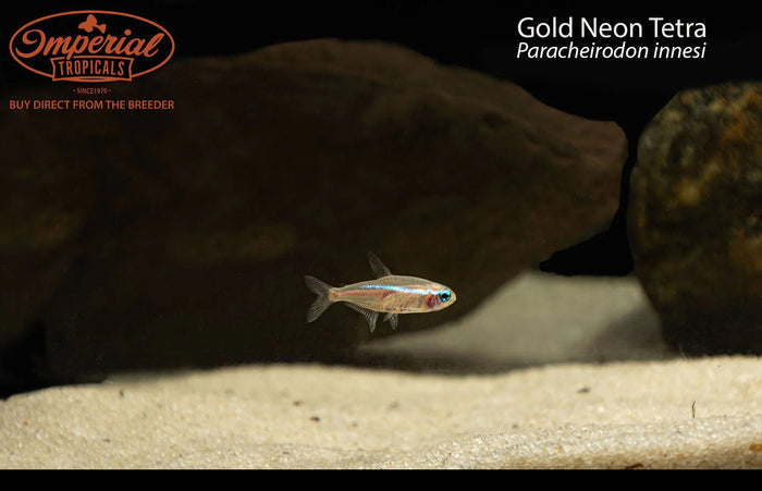 Gold Neon Tetra (Paracheirodon innesi)