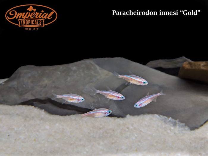 Gold Neon Tetra (Paracheirodon innesi)