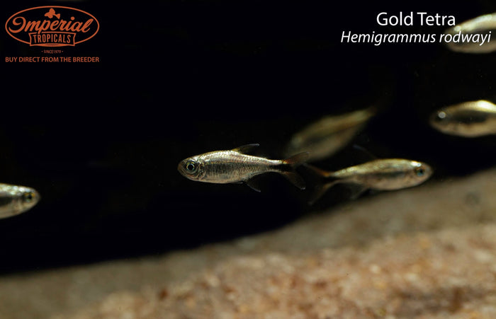 Gold Tetra (Hemigrammus rodwayi)