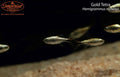 Gold Tetra (Hemigrammus rodwayi)