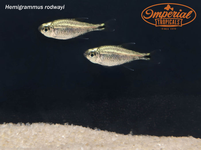 Gold Tetra (Hemigrammus rodwayi)