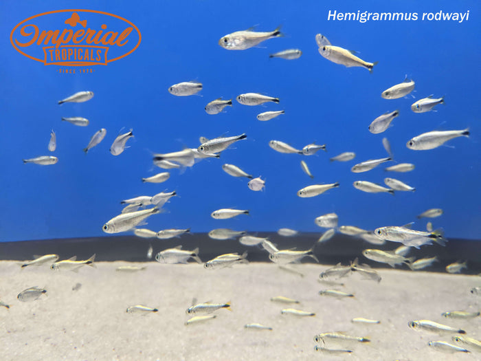 Gold Tetra (Hemigrammus rodwayi)