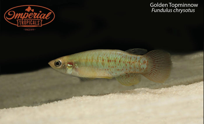 Golden Topminnow (Fundulus chrysotus)