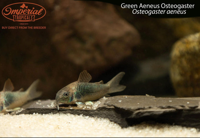 Green Aeneus Osteogaster (Osteogaster aeneus)