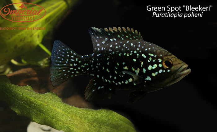 Green Spot Bleekeri (Paratilapia polleni "Bleekeri")