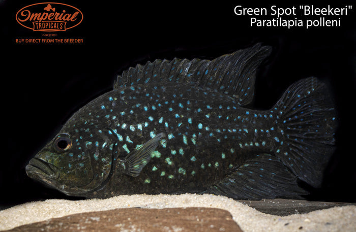 Green Spot Bleekeri (Paratilapia polleni "Bleekeri")