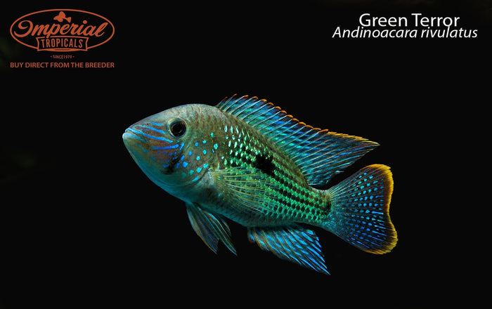 Green Terror (Andinoacara rivulatus)
