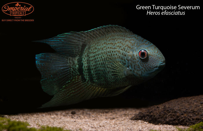 Green Turquoise Severum (Heros efasciatus)