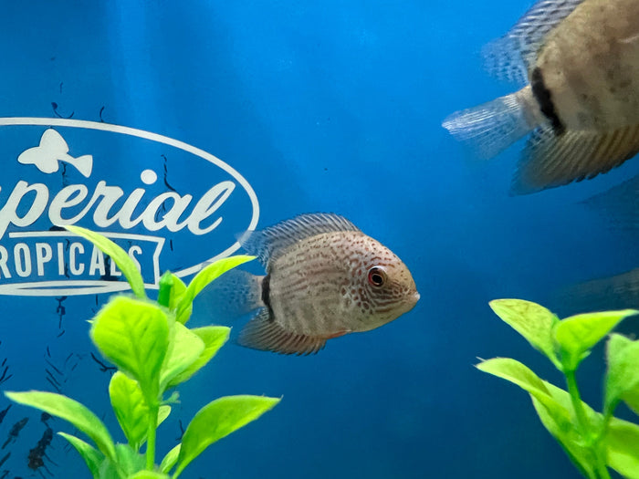 Green Turquoise Severum (Heros efasciatus)