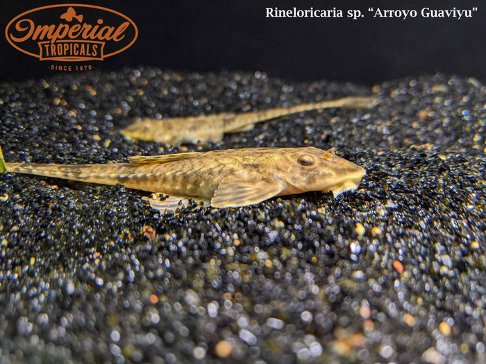 Guaviyu Whiptail