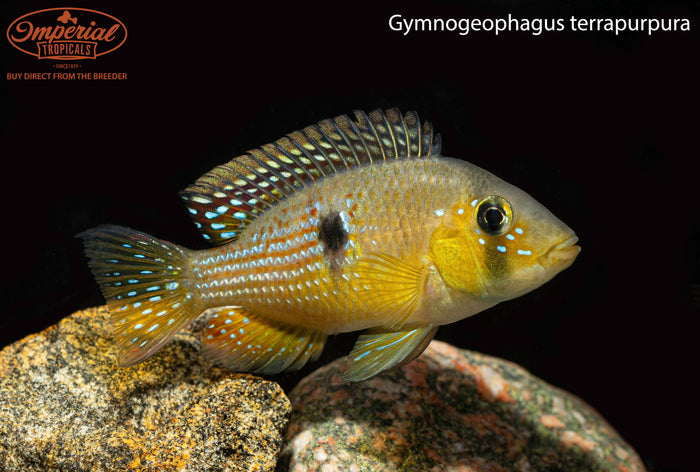 Gymnogeophagus terrapurpura
