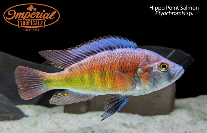 Hippo Point Salmon