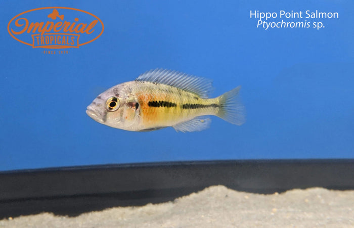 Hippo Point Salmon