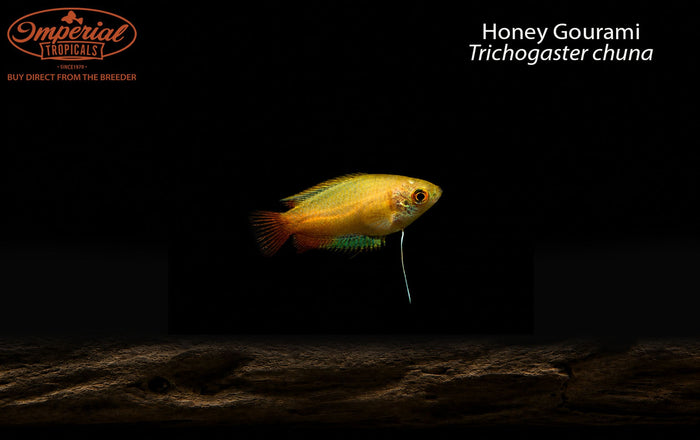 Honey Gourami (Trichogaster chuna)