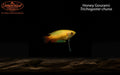 Honey Gourami (Trichogaster chuna)