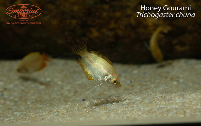 Honey Gourami (Trichogaster chuna)