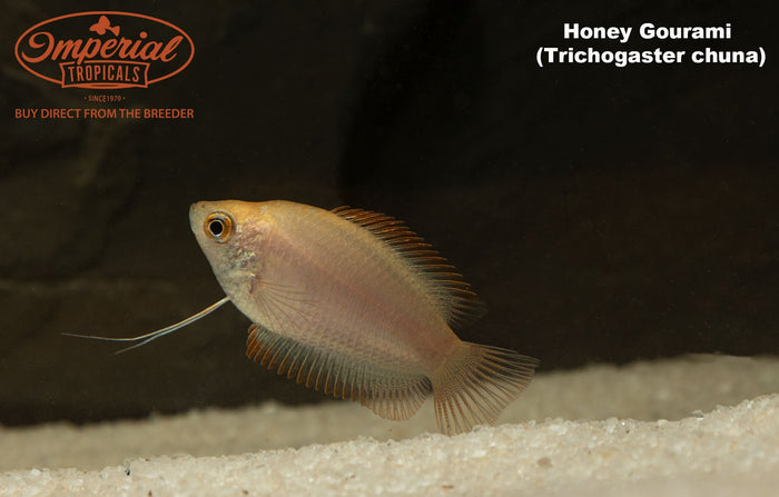 Honey Gourami (Trichogaster chuna)