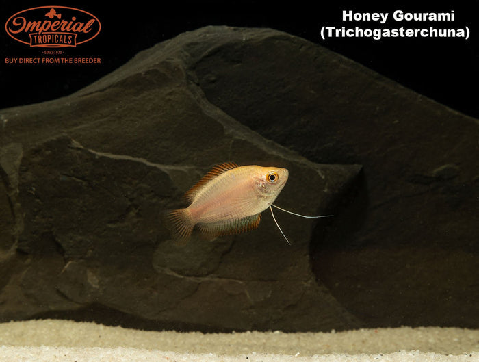 Honey Gourami (Trichogaster chuna)