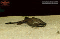 Humpback Banjo Catfish (Bunocephalus verrucosus)