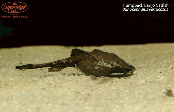 Humpback Banjo Catfish (Bunocephalus verrucosus)