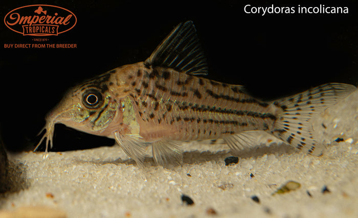 Incolicana Brochis