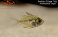 Indian Glass Fish (Parambassis ranga)