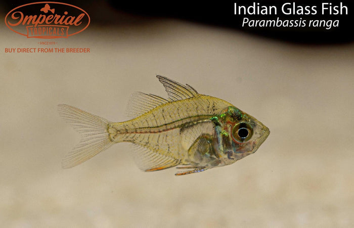 Indian Glass Fish (Parambassis ranga)
