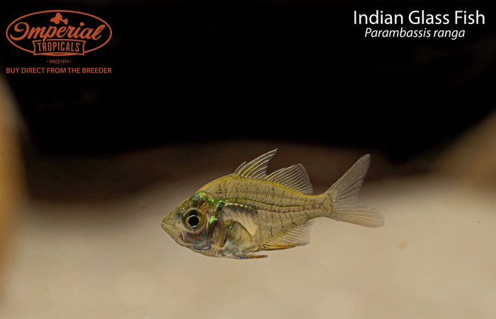 Indian Glass Fish (Parambassis ranga)