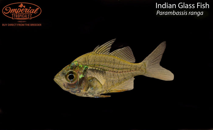 Indian Glass Fish (Parambassis ranga)
