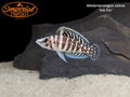 Ink Fin Calvus