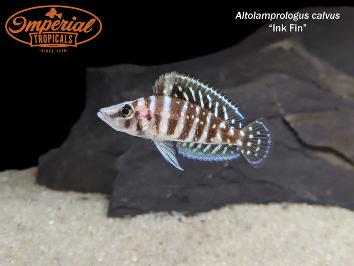 Ink Fin Calvus