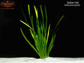 Italian Val (Vallisneria spiralis)