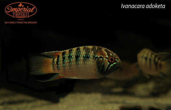 Ivanacara adoketa