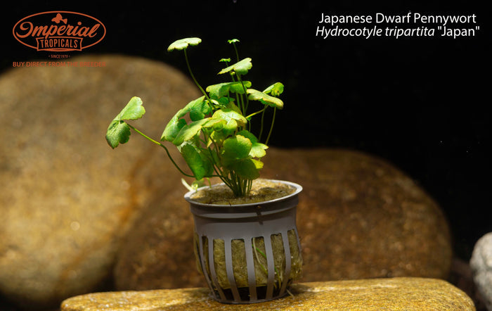 Japanese Dwarf Pennywort