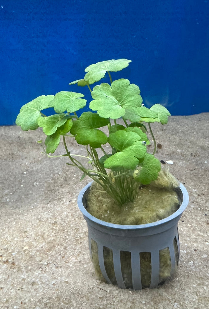 Japanese Dwarf Pennywort