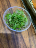 Japanese Dwarf Pennywort