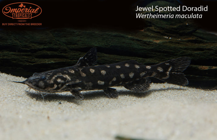 Jewel Spotted Doradid