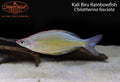 Kali Biru Rainbowfish