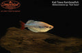Kali Tawa Rainbowfish