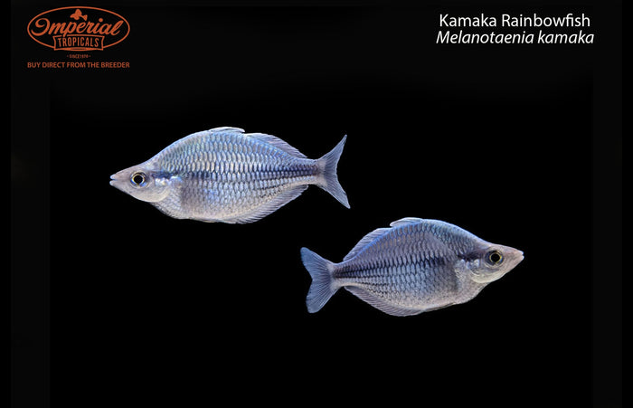 Kamaka Rainbowfish